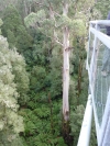 Otway fly: a tree as seen from the Tree Top walk