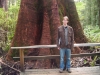 Me, by a big tree at Otway Fly