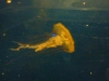 Blurry Jelly Fish: A defence mechanism that blurs all your pictures.